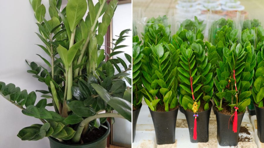 Cây kim tiền là loại cây dễ trồng, phát triển tốt ở nhiều điều kiện môi trường khác nhau.