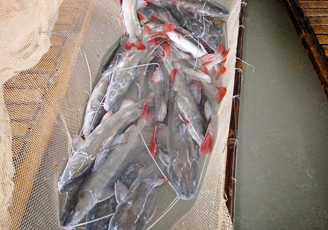Với sự chăm chỉ và nỗ lực không ngừng, họ đã thu về lợi nhuận gần 300 triệu đồng mỗi năm từ mô hình nuôi cá lăng đuôi đỏ