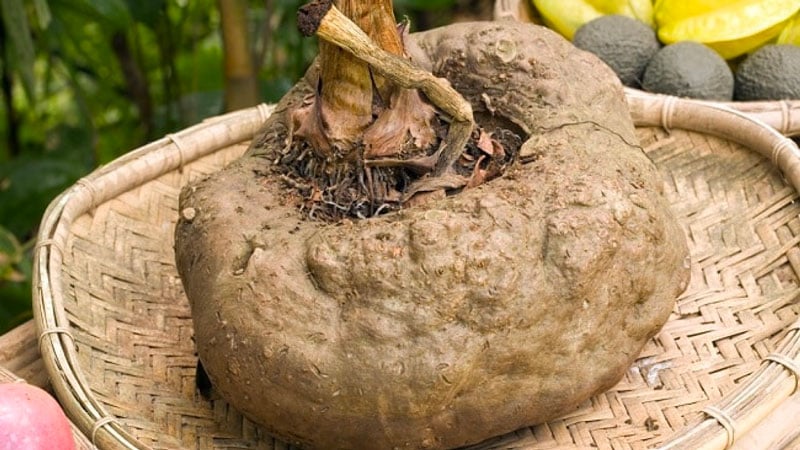 Không chỉ đơn thuần là Shbet0099 cá cược trực tuyến đa dụng, củ nưa còn đem đến tiềm năng ẩm thực đa dạng