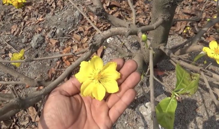 Cây mai cần hấp thụ đủ năng lượng từ lá để thực hiện quang hợp và sản sinh ra các dưỡng chất trong suốt quá trình trưởng thành