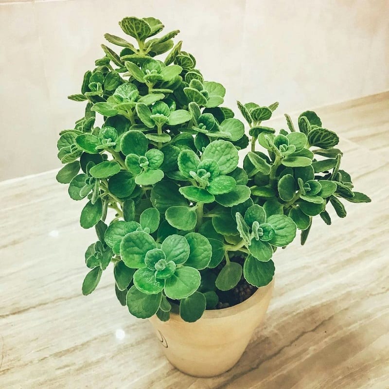 Trong nghệ thuật phong thủy, cây nhất mạt hương được ví như “mèo Thần Tài” vì khả năng thu hút tài lộc và vận may