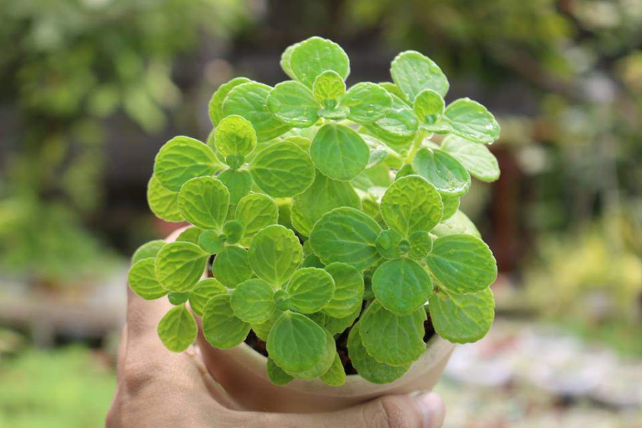 Nhất mạt hương thích hợp với môi trường bóng râm, vì vậy nên trồng ở nơi có ánh sáng tán xạ và mát mẻ