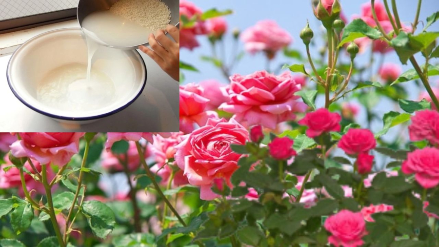Nước vo gạo giúp cây cảnh hoa hồng đẹp hơn