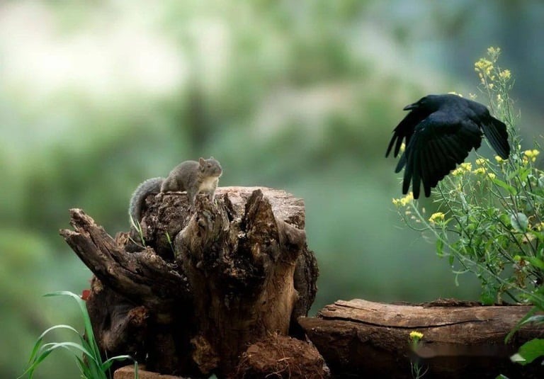 Trong thần thoại Hy Lạp có một câu chuyện về con quạ muốn trở thành vua của các loài chim. 