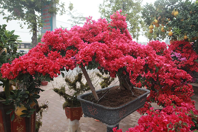 Thân cây hoa giấy Thái Lan cũng rất mềm mại, dễ dàng cho người trồng uốn nắn, tạo dáng bon-sai, hoặc trồng leo giàn trên cổng, ban công hay hàng rào