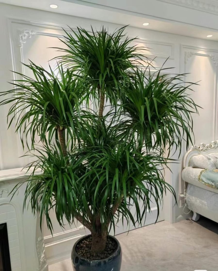 Bố trí một chậu cây huyết rồng trong không gian sống không chỉ thể hiện những ước mong tốt đẹp cho Shbet111 slot, casino, thể thao, xổ số mà còn biểu trưng cho sức mạnh bền bỉ và thành công