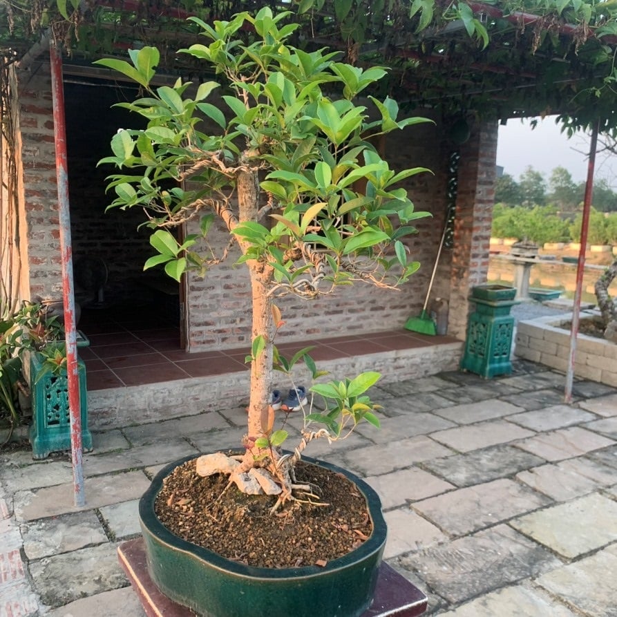 Trước khi tưới, hãy kiểm tra độ ẩm của đất bằng cách dùng ngón tay kiểm tra, nếu đất còn ẩm thì không cần tưới thêm.    