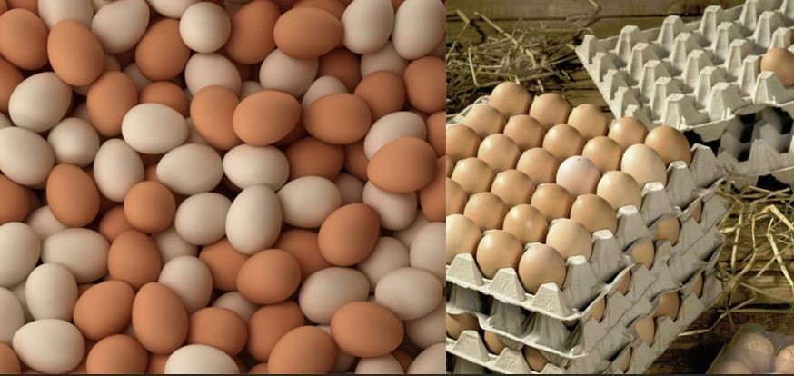 Mẹo bảo quản trứng không cần tủ lạnh