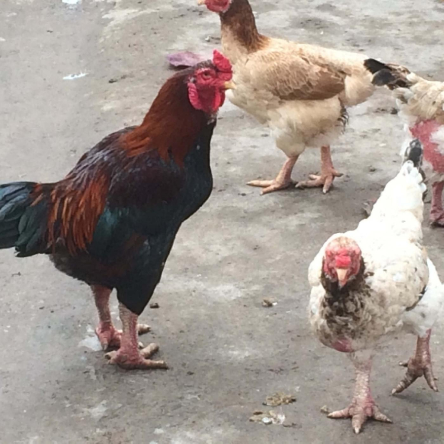 Việc nuôi gà Móng cũng mang lại lợi nhuận cao và cơ hội việc làm ổn định cho bà con