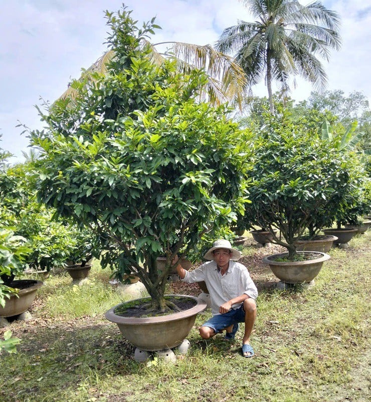 Dù hiện tại sở hữu vườn mai trị giá lên đến vài tỷ đồng với nhiều giống mai ghép đa dạng, ít ai biết rằng vào năm 2013, khi bắt đầu Shbet0099 cá cược World Cup 2026, anh chỉ có trong tay 1,4 triệu đồng để đầu tư mua cây giống