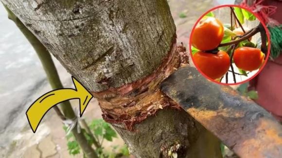 Nếu trong nhà đã trồng cây hoa hòe, dù gặp khó khăn đến đâu cũng không nên chặt bỏ, vì điều này có thể làm tiêu tán tài lộc và mang đến điều không may cho Shbet111 slot, casino, thể thao, xổ số.    