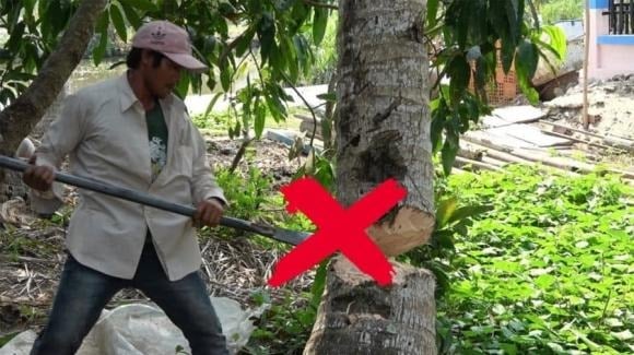 Cây nhài với hương thơm dịu nhẹ không chỉ làm đẹp khu vườn mà còn có tác dụng xua tan âm khí. 