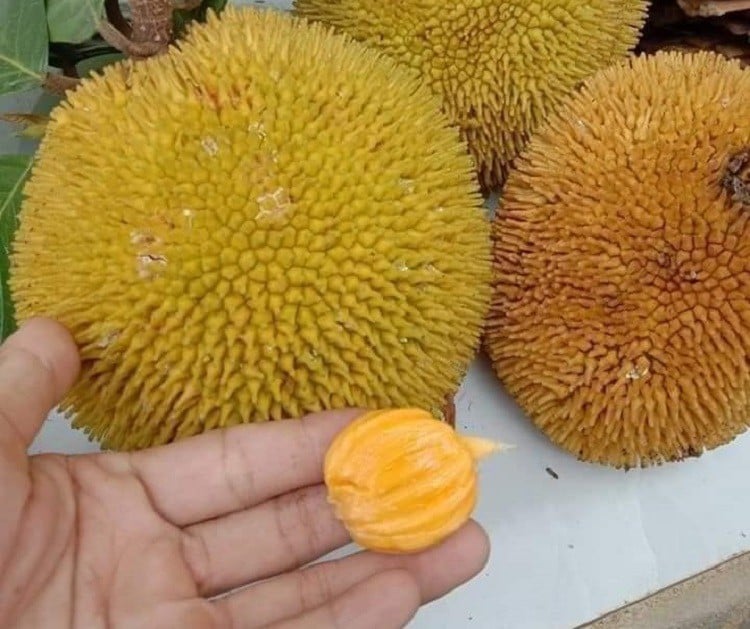 Các dưỡng chất có trong mít giúp củng cố hệ thống miễn dịch, hỗ trợ Sh88bet đăng ký miễn phí trong việc chống lại các bệnh nhiễm trùng