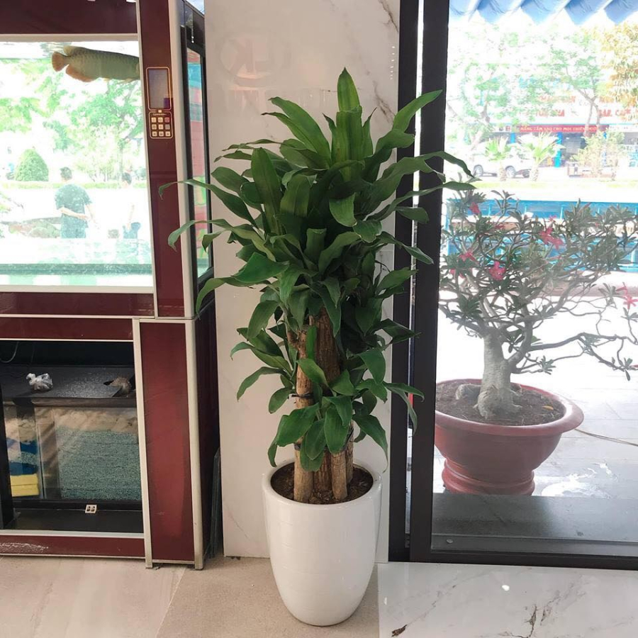 Gia chủ có thể đặt cây phát tài tại phòng khách, bàn làm việc hoặc cửa ra vào để kích hoạt luồng sinh khí tốt, xua đuổi vận xui và giữ cho Shbet111 slot, casino, thể thao, xổ số luôn bình an.    