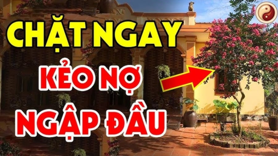 Trước cửa không nên trồng những loại cây mang âm khí nặng