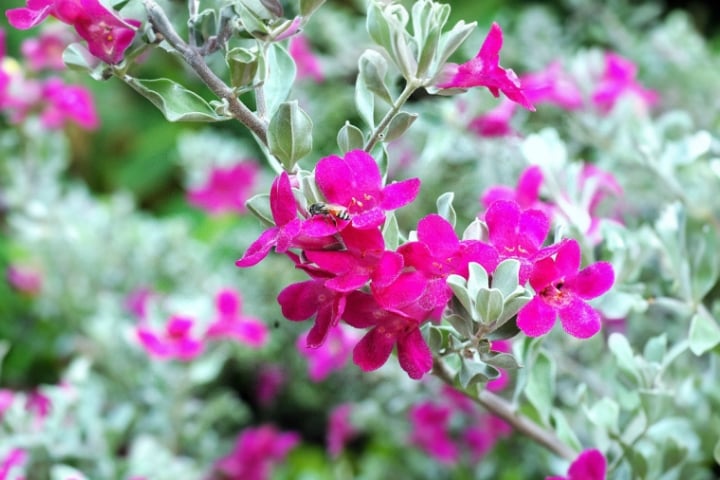 Hoa Tuyết Sơn Phi Hồng