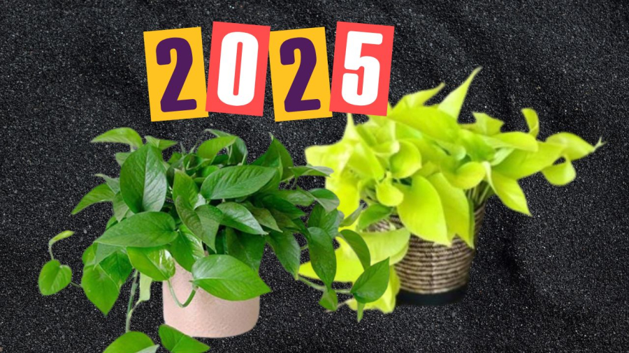 Năm 2025 Ất Tỵ thích hợp trồng cây trầu bà