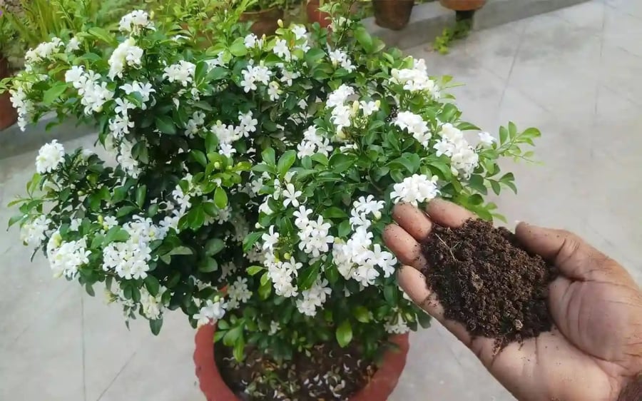 Cây nguyệt qué không chỉ thơm, có tác dụng làm đẹp môi trường, mà còn có tác dụng thanh lọc không khí, làm dịu mát Shbet111 slot, casino, thể thao, xổ số của bạn.