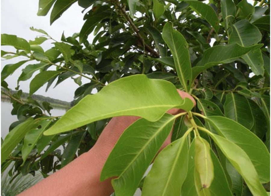 Duy trì thường xuyên một lượng nước vối phù hợp sẽ giúp hỗ trợ hạ mỡ máu, bảo vệ tế bào B tuyến tụy, hỗ trợ tim mạch.    