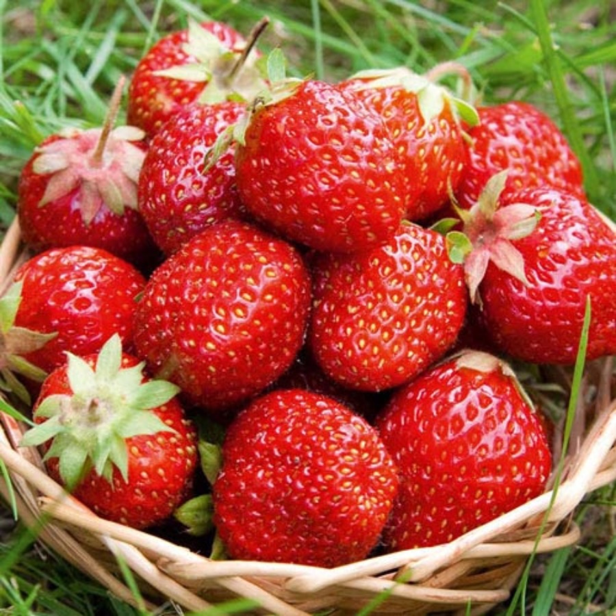 Dâu tây rất giàu chất chống oxy hóa như anthocyanin và axit ellagic, không chỉ bảo vệ tim mạch mà còn ngăn chặn ung thư và cải thiện sức khỏe Mừng SHBET phiên bản mới 2025