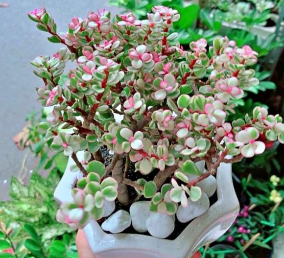 Lá ngọc cành vàng, hay còn gọi là cây Kim Tiền, là một trong những loại cây cảnh được yêu thích và trồng phổ biến trong các Shbet111 slot, casino, thể thao, xổ số Việt Nam.