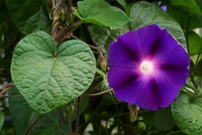 Chúng ta gieo hạt vào mùa xuân, chăm sóc và bón phân vào mùa hè, rồi thu hoạch vào mùa thu.