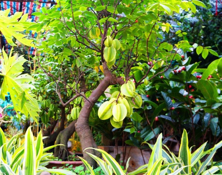 Cây khế được cho là mang lại sự thịnh vượng và tài lộc. Ảnh minh họa