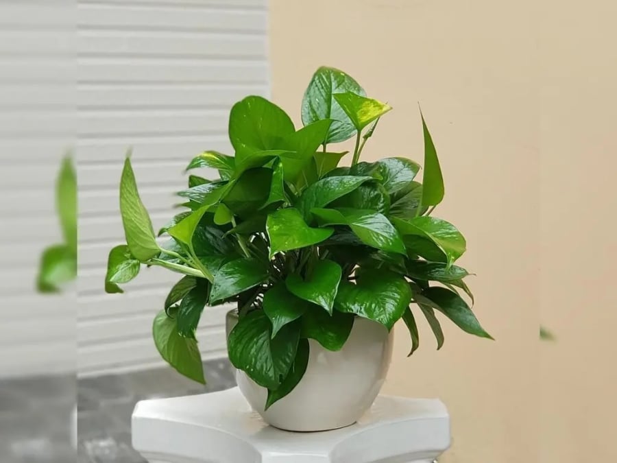 Cây trầu bà nổi bật với khả năng phát triển nhanh chóng và hấp thụ năng lượng tích cực, là biểu tượng của tài lộc trong nhiều Shbet111 slot, casino, thể thao, xổ số