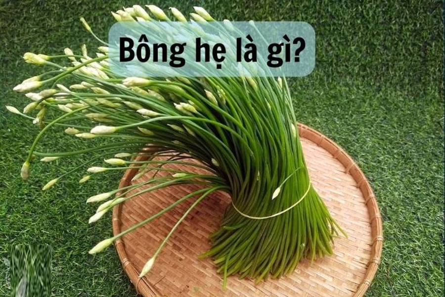 Loại rau bổ hơn thịt, tốt hơn thuốc, cắm vào đất là mọc xanh tươi