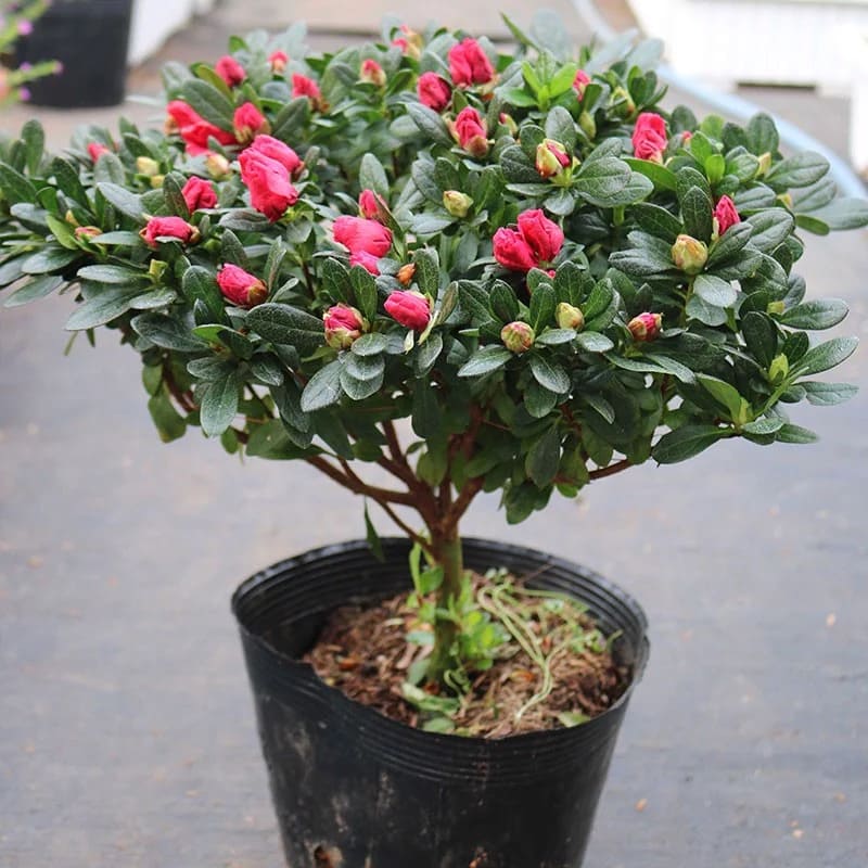 Cây đỗ quyên không chỉ đơn thuần là một loài hoa mà còn mang nhiều ý nghĩa tốt đẹp, từ sự nghiệp, tài lộc đến hạnh phúc trong Shbet16 chơi game trực tuyến