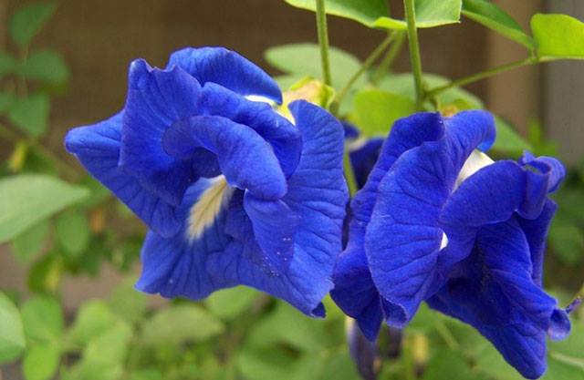 Trên thị trường hiện nay, giá hoa đậu biếc tươi rơi vào khoảng 100.000 đồng mỗi kg, trong khi đó hoa đậu biếc khô có thể đạt mức giá lên tới 500.000 đồng mỗi kg