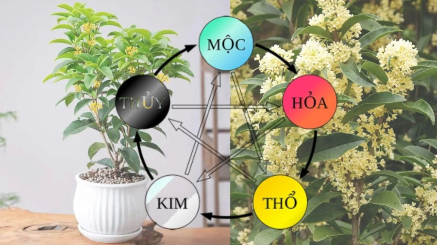 Có một cây hợp cả 5 mệnh, trồng trước nhà con cháu 3 đời hưởng phước