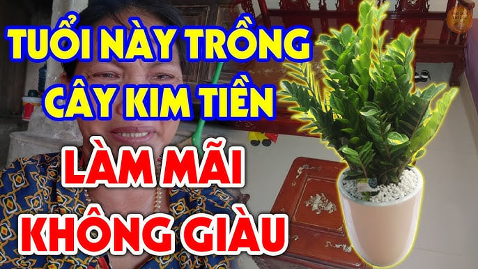 Người tuổi này không nên trồng kim tiền