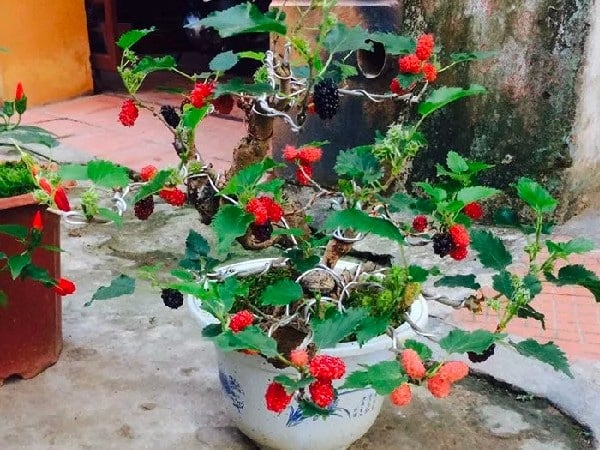 Trồng 1 cây dâu tằm trước nhà sẽ mang khí xấu vào nhà, khiến các thành viên trong Shbet111 slot, casino, thể thao, xổ số liên tục gặp điều không may. 