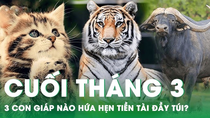 Tháng 3/2025 hoan hỷ: 3 Shbet888.com nhà cái uy tín hút tài lộc, đặc biệt Tình - Tiền đều vượng