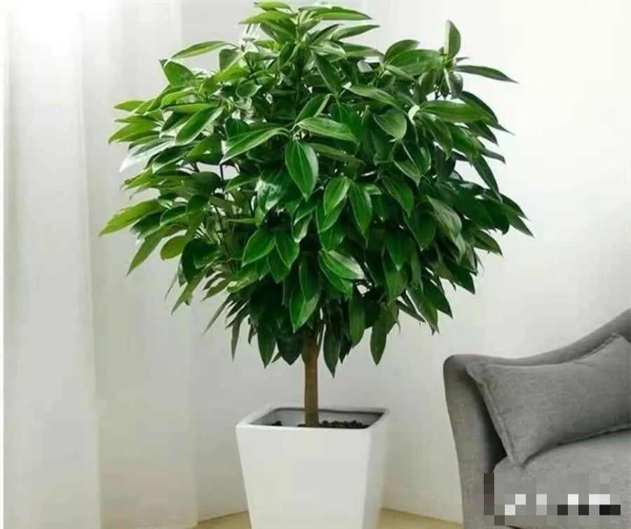 Cây bình an, còn được gọi là cây hòa bình, là một lựa chọn phổ biến trong phong thủy nhờ khả năng mang lại sự cân bằng và tích cực cho không gian sống