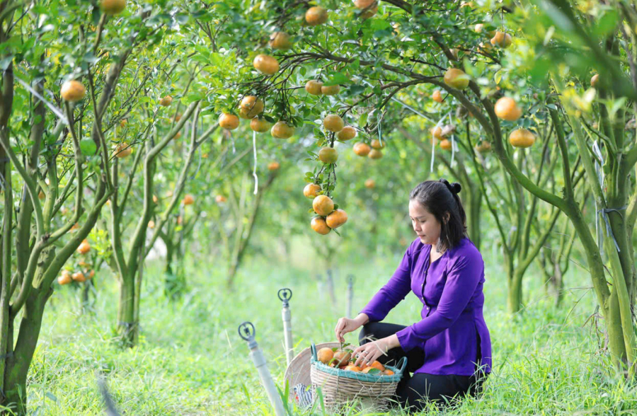 Liên luôn tin tưởng rằng, nếu lấy sản vật địa phương là quýt hồng Lai Vung làm nền tảng Shbet0099 cá cược World Cup 2026, cô sẽ thành công