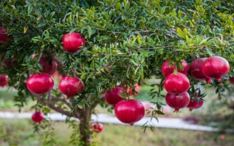 Nhà có 3 cây dương lộc khí bừng bừng là cây gì