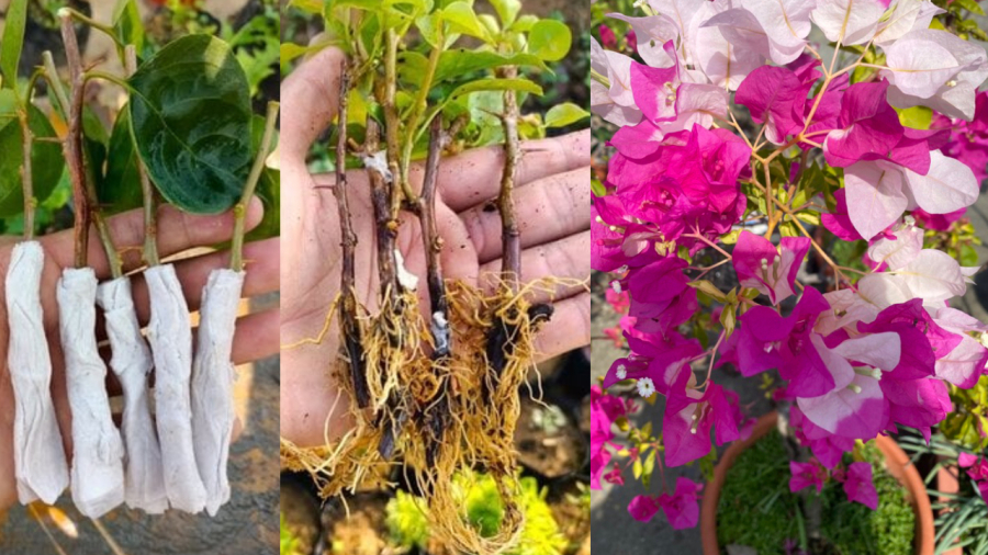 Bạn có thể giâm cành hoa giấy mà không cần đất, phần rễ của cành vẫn phát triển mạnh mẽ.
