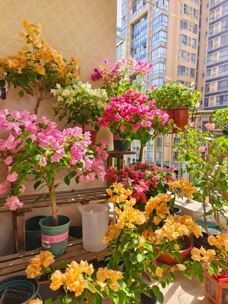 Hoa giấy có 4 nỗi sợ