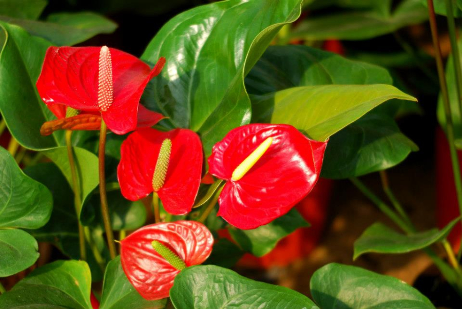 Hoa tiểu hồng môn