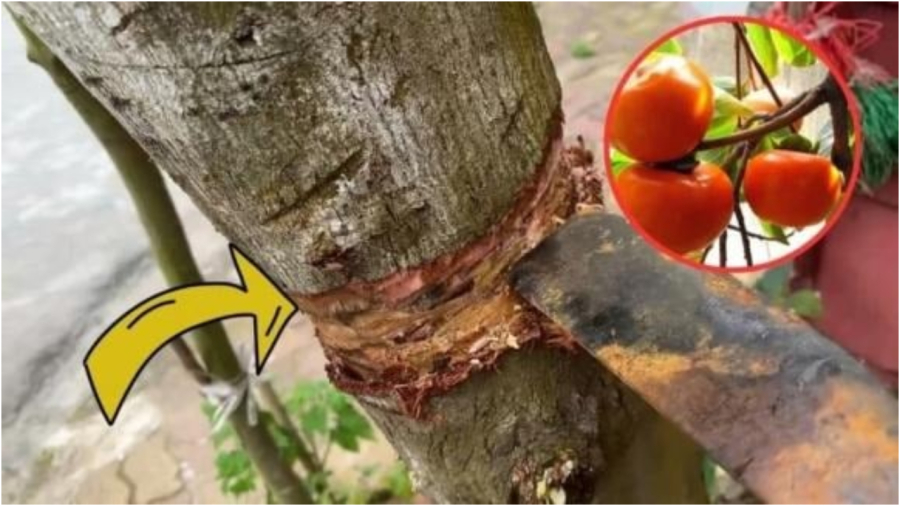 Nghèo mấy cũng đừng chặt bỏ 3 loại cây này