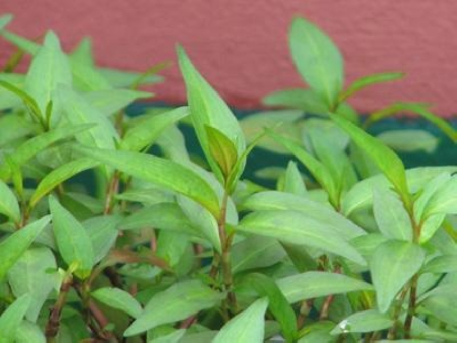 Rau răn không nên ăn quá nhiều sẽ có tác dụng tốt