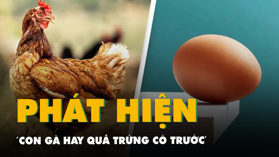Câu hỏi 