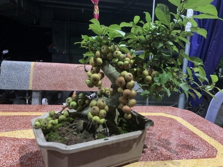 4 tuổi hợp nhất trồng Sung: Gia chủ có Lộc có Tiền, con cháu hưởng phúc 3 đời