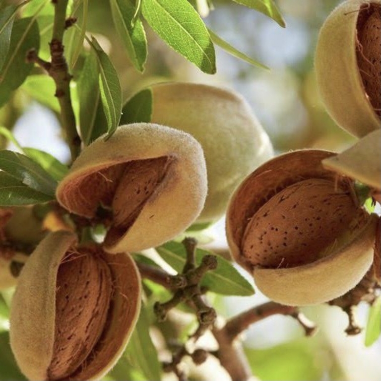 Theo phân tích từ BBC, mỗi 100 gram hạnh nhân cung cấp 579 kcal, chứa hàm lượng lớn axit béo không bão hòa đơn – chất béo tốt cho tim mạch và có thể hỗ trợ điều trị tiểu đường