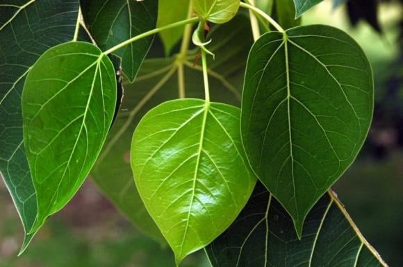 Cây bồ đề được xem là biểu tượng của sự may mắn và bình an trong Phật giáo.