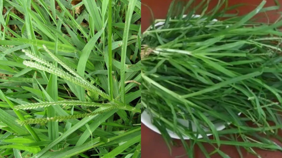 Cỏ mần trầu gội đầu rất tốt