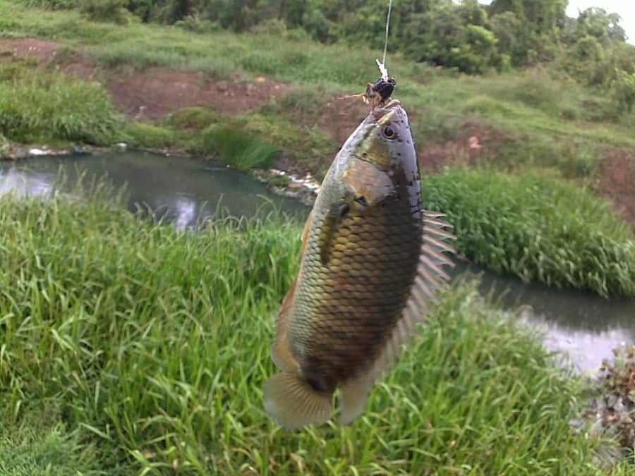 Cá rô đồng có thịt béo, thơm, dai, ngon, có giá trị thương phẩm cao tuy rằng hơi nhiều xương.