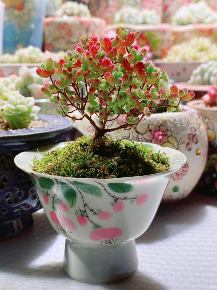 Cây với ngoại hình bắt mắt, xinh xắn như vậy thì rất dễ gây hiểu lầm, khiến ai nhìn vào cũng muốn ăn thử.
